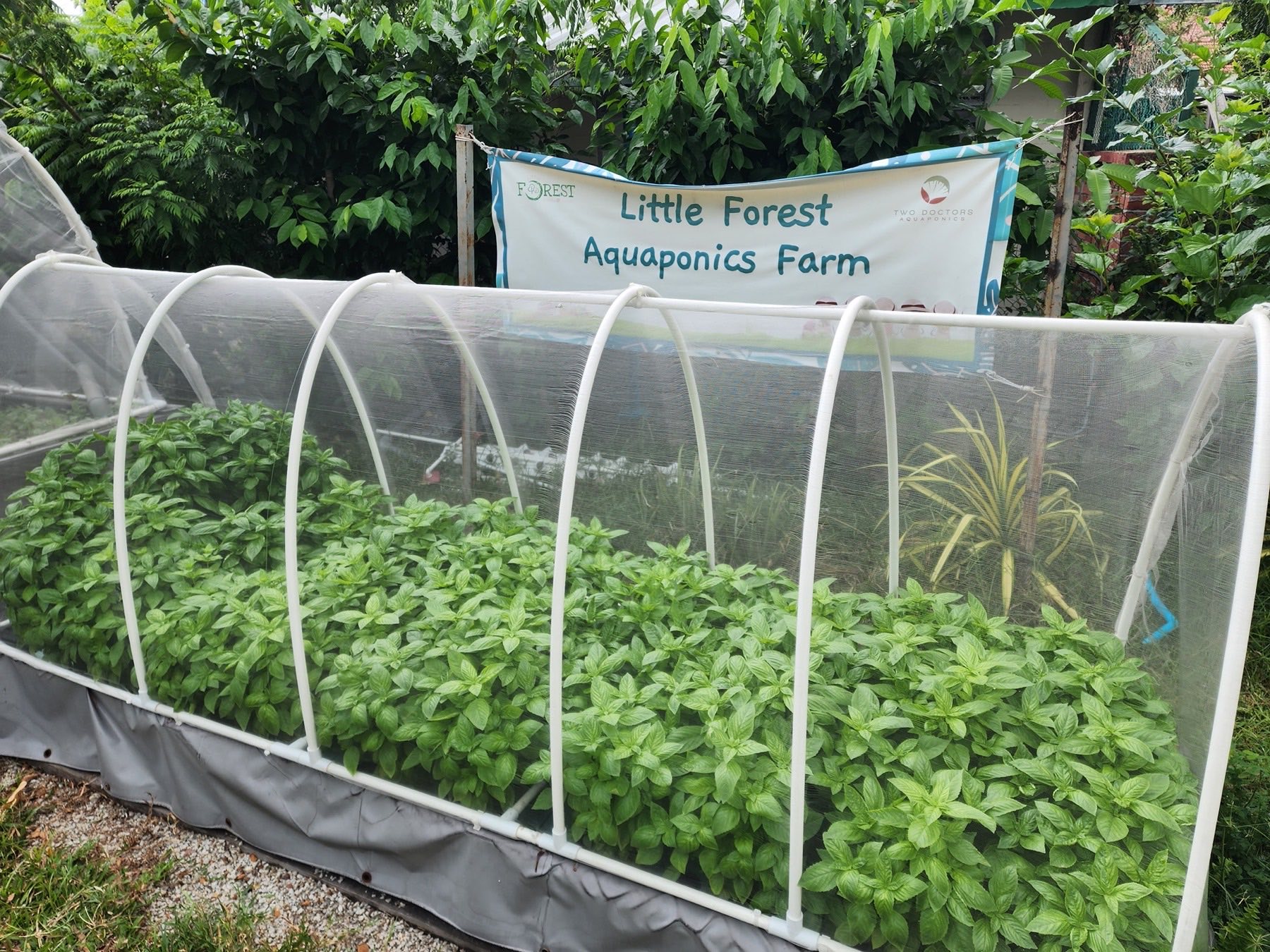 Visitors exploring the netted growing beds at Little Forest Aquaponics Farm during a guided tour
