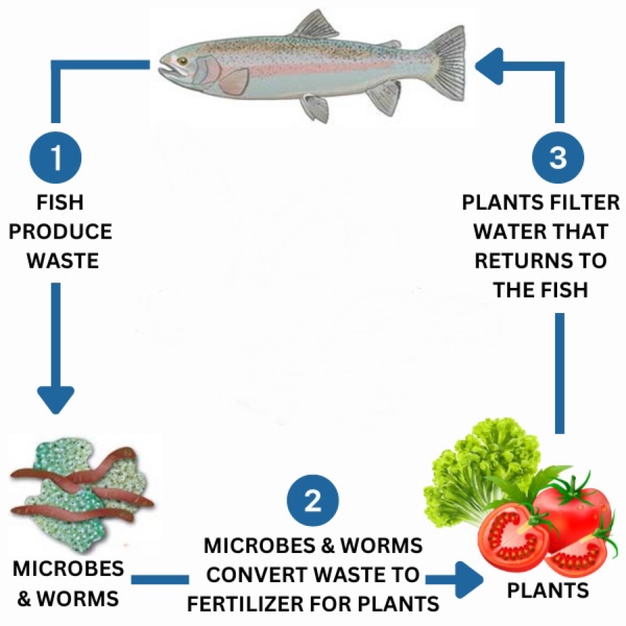 Diagram of the aquaponics nutrient cycle: fish produce waste, microbes and worms convert it to plant fertiliser, and plants filter the water that returns to the fish
