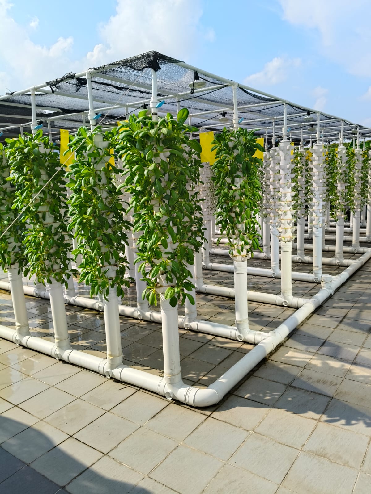 Wide view of a rooftop vertical aquaponics tower farm at our Kallang location, with shade netting and rows of growing towers