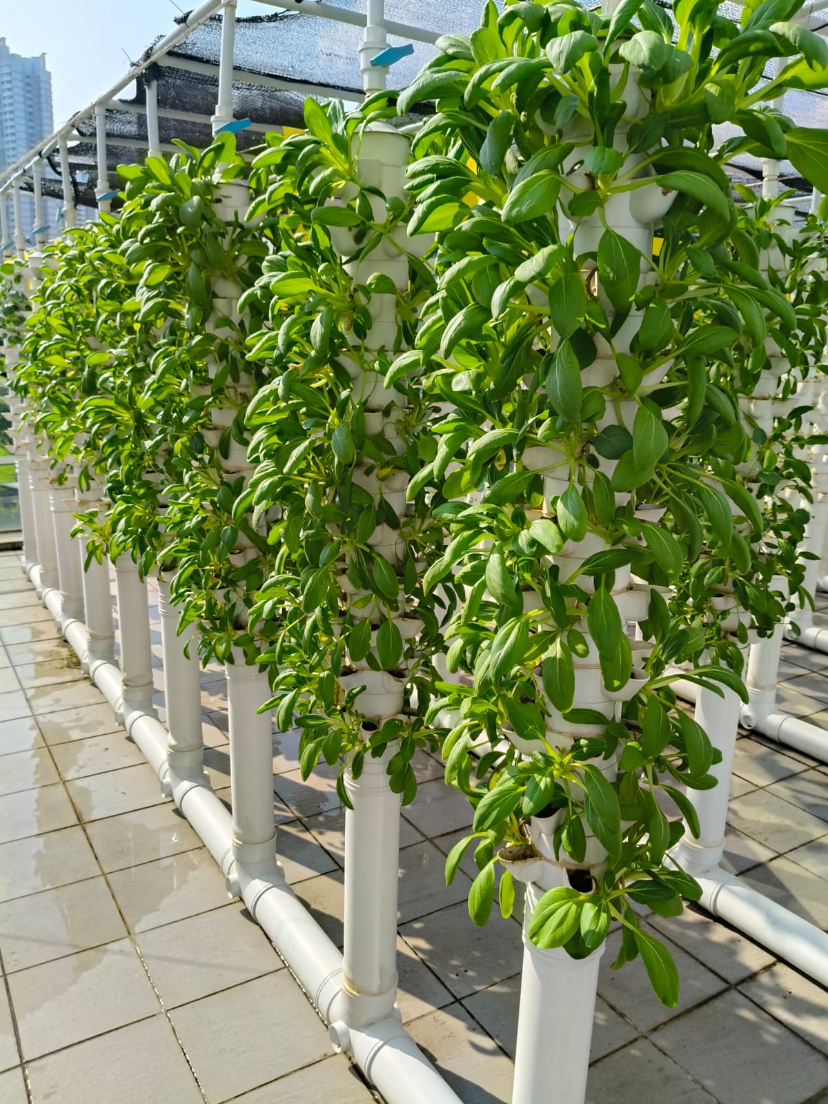 Close-up of vertical aquaponics towers densely planted with leafy greens at our Kallang farm, maximising growing space in a small footprint