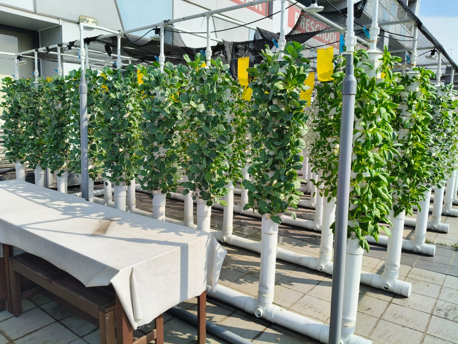 Rows of vertical aquaponics growing towers at our Kallang farm, packed with leafy greens