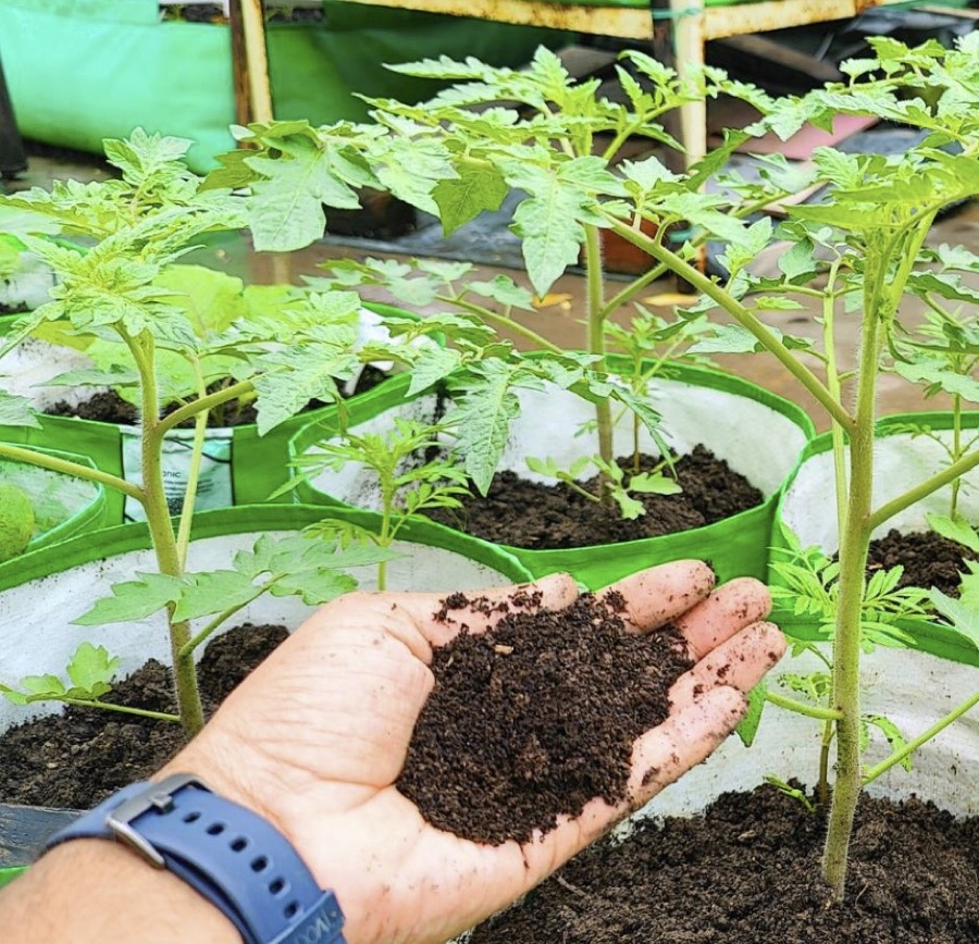 A hand holding nutrient-rich compost beside young seedlings โ sustainable supplies like these are available from TDA